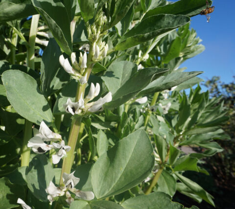 Growing fava beans in Southern California - Greg Alder's Yard Posts ...