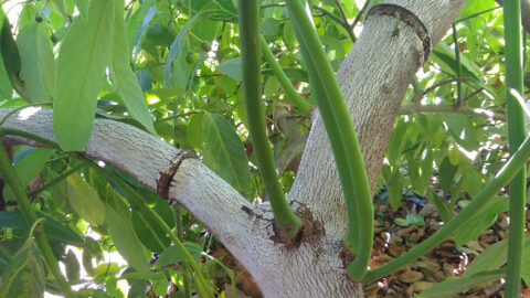 Results of girdling non-Hass avocado trees - Greg Alder's Yard Posts ...