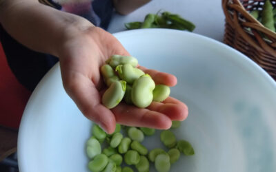 Growing fava beans in Southern California