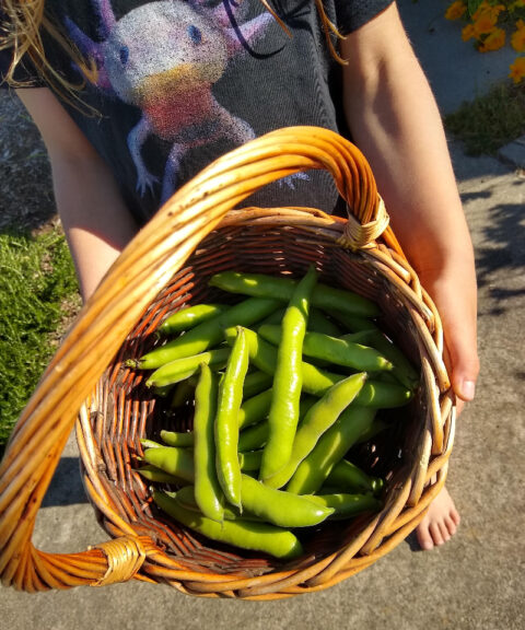 Growing Fava Beans In Southern California Greg Alders Yard Posts Southern California Food 1235