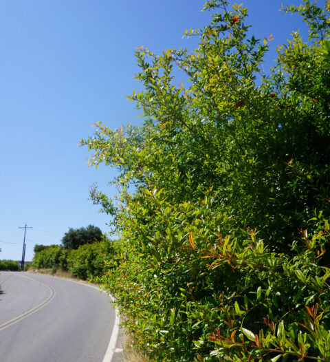 Pomegranate flowers - Greg Alder's Yard Posts: Southern California food ...