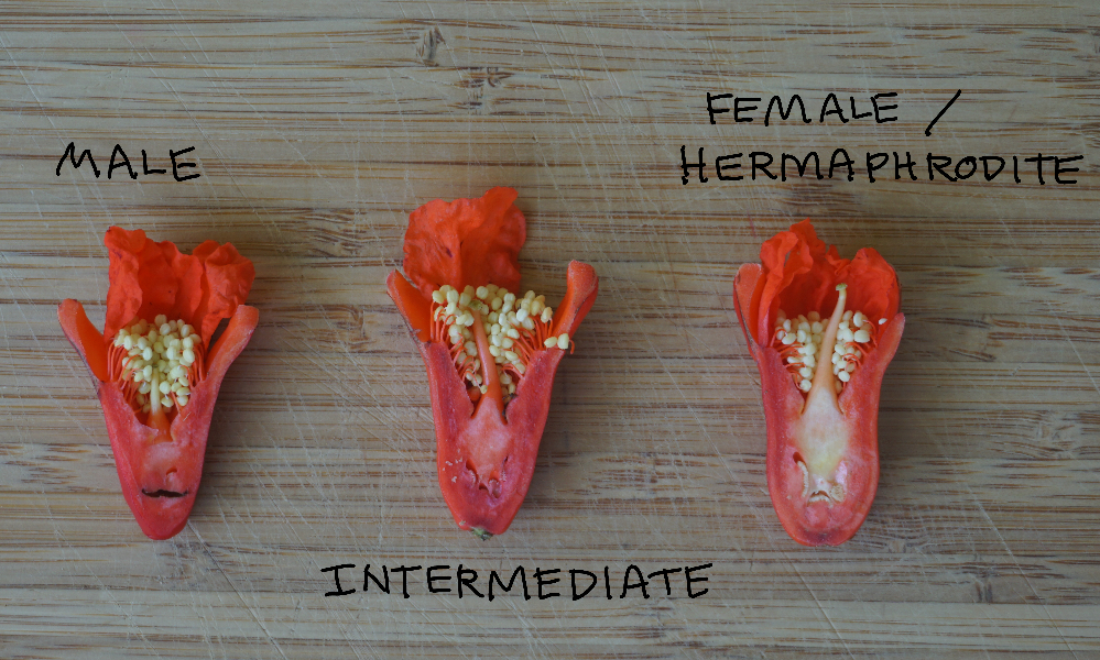 Pomegranate Flower New Minie Pomegranate Plant Arrival And Flowering Pomegranate Flower New Minie Pomegranate Plant Arrival And Flowering