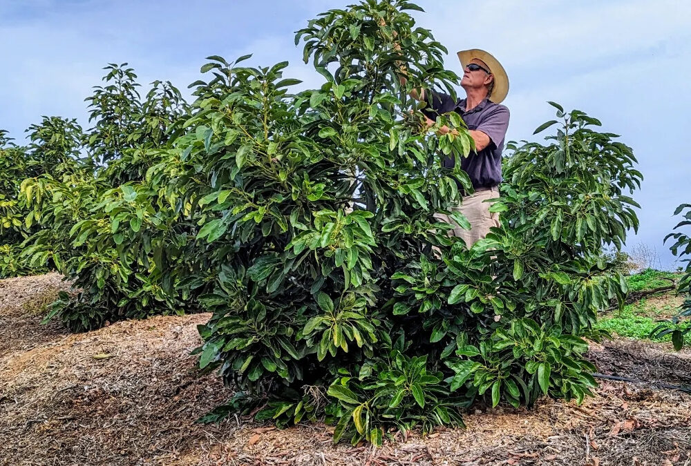Avocado variety tasting and Q&A with John Schoustra