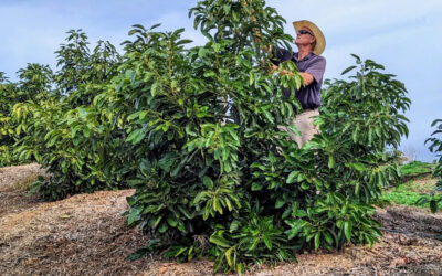 Avocado variety tasting and Q&A with John Schoustra