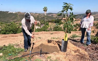 How to plant a clonal avocado tree with Sam Garibay and Consuelo Fernandez of Brokaw Nursery