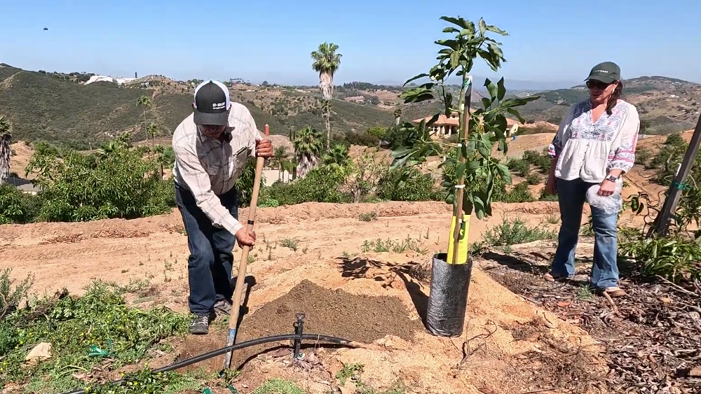 How to plant a clonal avocado tree with Sam Garibay and Consuelo Fernandez of Brokaw Nursery