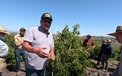 Jaime Serrato talks about growing GEM avocado trees