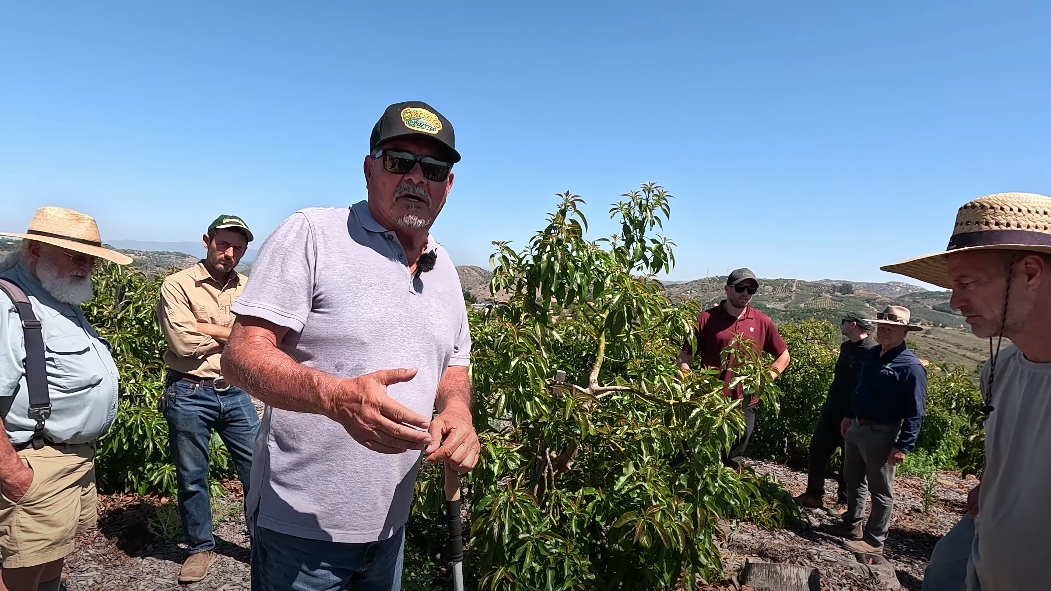 Jaime Serrato talks about growing GEM avocado trees