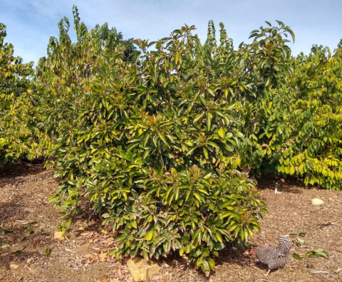 The Sharwil Avocado Tree: A Profile - Greg Alder's Yard Posts: Southern ...