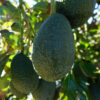 Sharwil, Pinkerton, Fuerte avocado variety box - Image 3