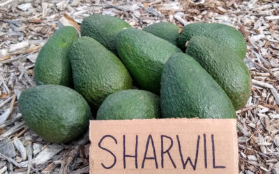 The Sharwil avocado tree: a profile