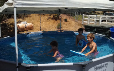 Using swimming pool water on vegetables and fruit trees