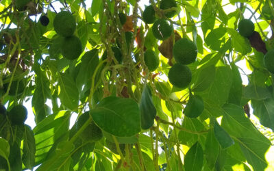 GEM avocado tree next to Bacon has most fruit