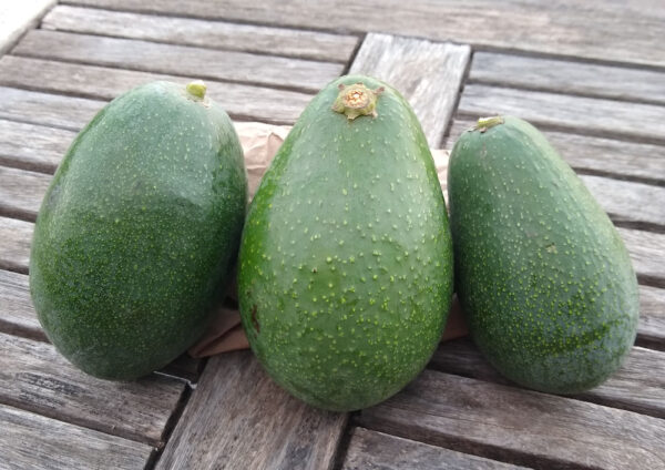 Early Avocado Varieties mix box