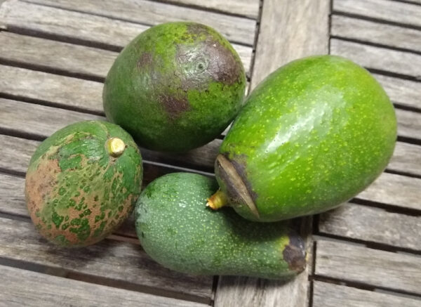 Early Avocado Varieties mix box - Farmers