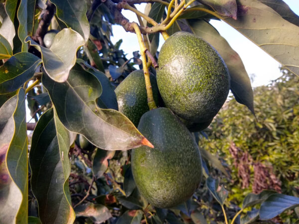 Early Avocado Varieties mix box - Image 6