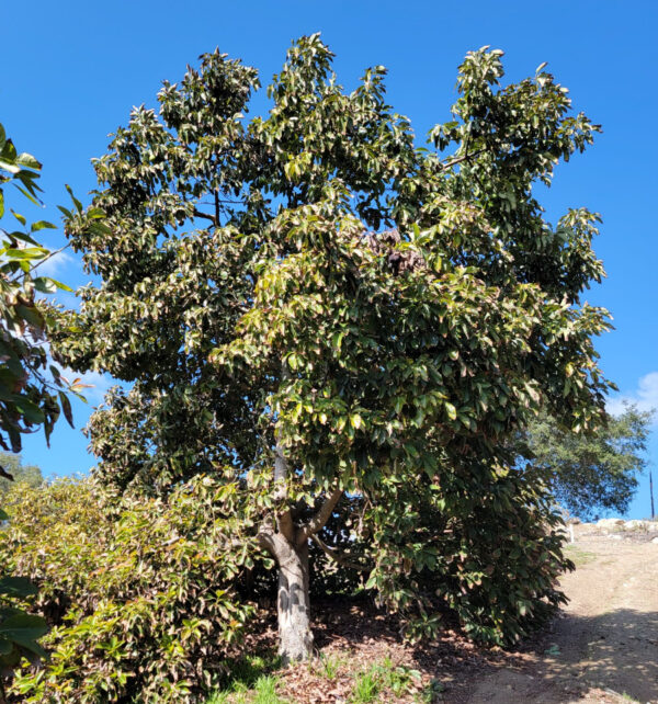 Early Avocado Varieties mix box - Image 4