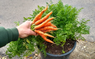 Growing carrots in containers