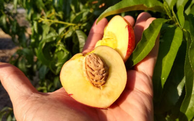 Rejuvenation pruning of stone fruit trees