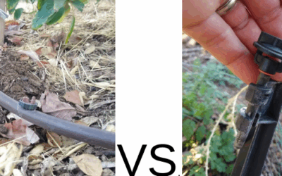 Drip irrigation versus micro-sprinklers for fruit trees