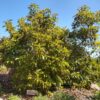 Sharwil, Pinkerton, Fuerte avocado variety box - Image 2