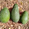 Sharwil, Pinkerton, Fuerte avocado variety box