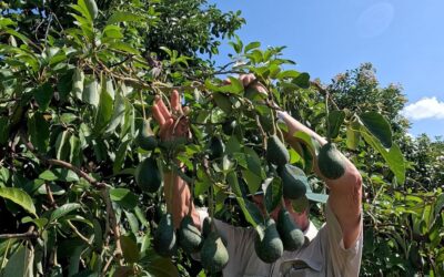 “Super” avocado trees