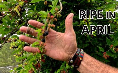 April in Jacques’ food garden