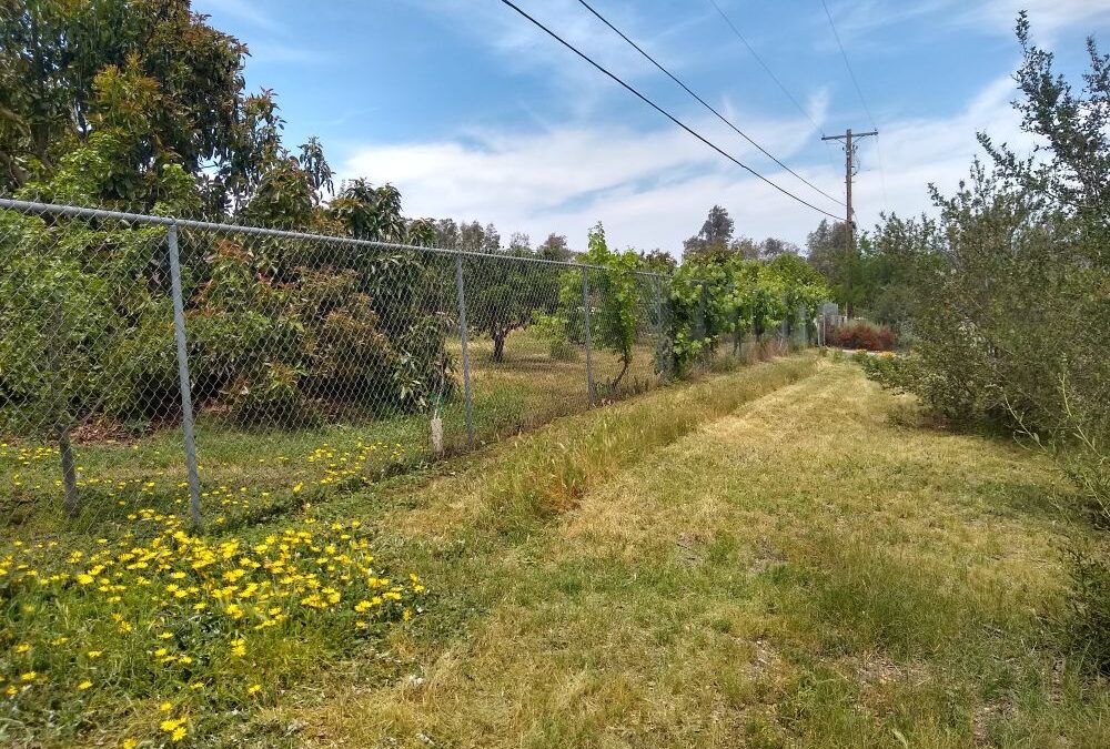 Curating your yard’s weeds