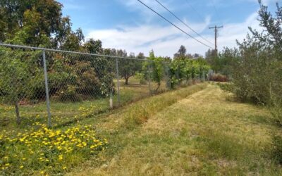 Curating your yard’s weeds