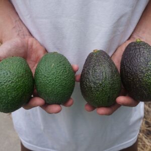 Mother and Daughter avocado box: Gwen and GEM