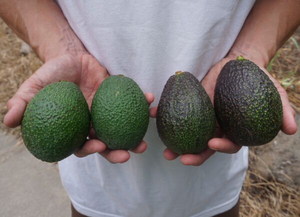 Mother and Daughter avocado box: Gwen and GEM