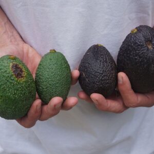Mother and Daughter avocado box: Gwen and GEM -- "Farmers"
