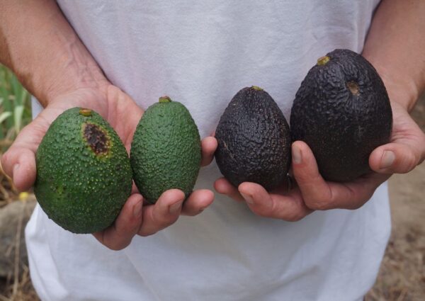 Mother and Daughter avocado box: Gwen and GEM -- "Farmers"