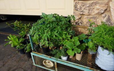 Rotating vegetables