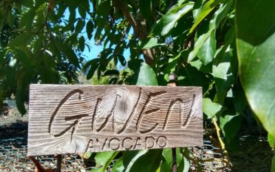 The Gwen avocado tree: a profile