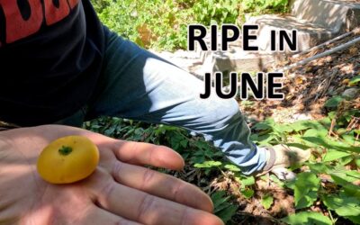June in Jacques’ garden