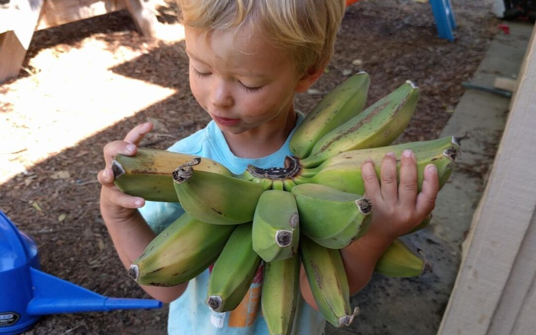 Growing bananas in Southern California