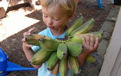 Growing bananas in Southern California