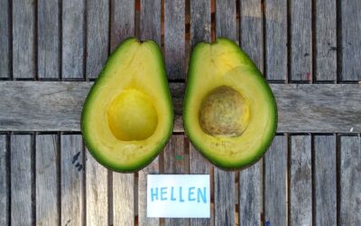 The Hellen avocado tree: a profile
