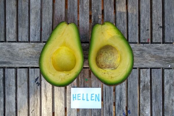 Hellen avocados - Image 4