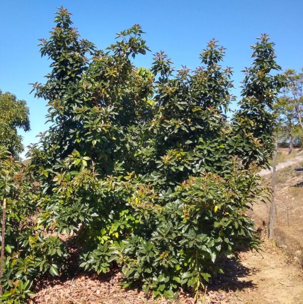 Hellen avocados - Image 2