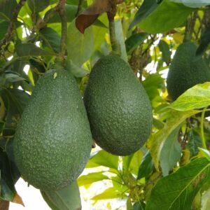 Hellen avocados