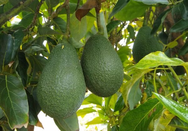Hellen avocados