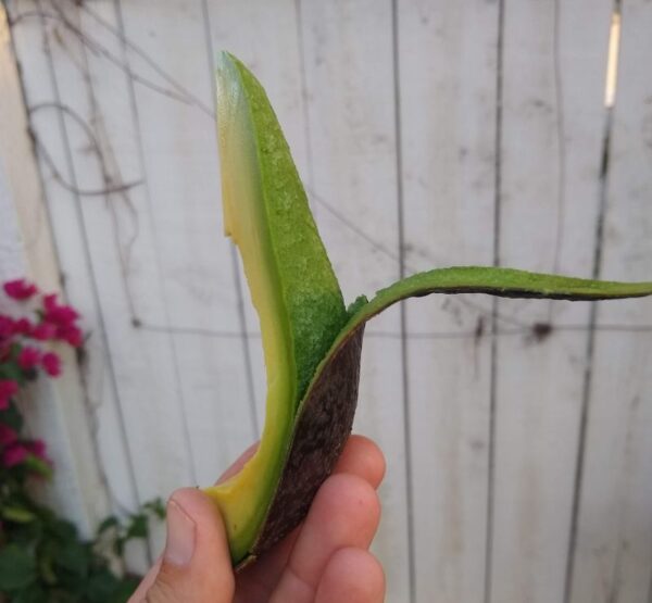 Hellen avocados - Image 3