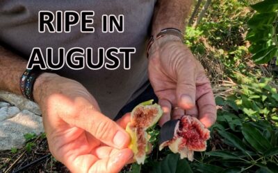 August in Jacques’ garden