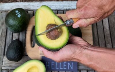 Hellen avocado: a profile