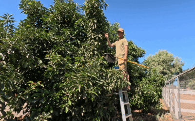 Removing avocados to prevent sunburn
