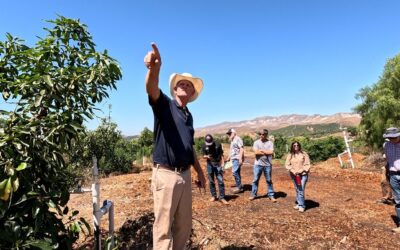 A tour of John Schoustra’s innovative, organic, low-input, high-density avocado grove