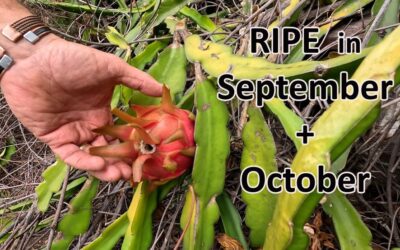 September and October in Jacques’ garden